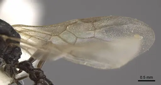 Myrmica kasczenkoi - CASENT0917668