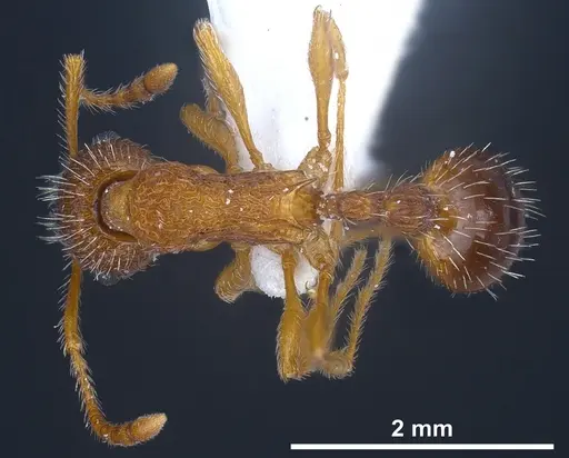 Myrmica koreana specimen