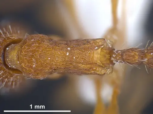 Myrmica koreana specimen