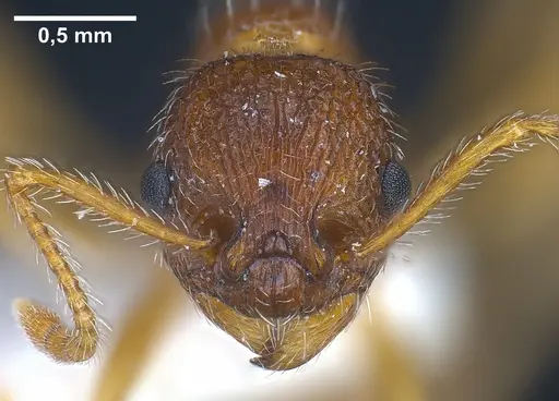 Myrmica koreana specimen