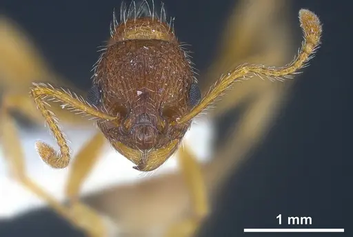 Myrmica koreana - ANTWEB1041281