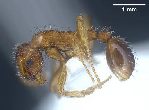 Myrmica koreana - ANTWEB1041281