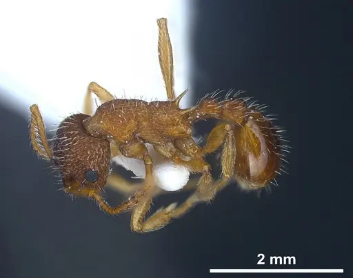 Myrmica koreana - ANTWEB1041281