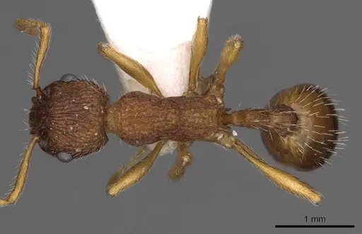 Myrmica koreana - CASENT0900293