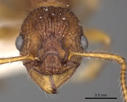 Myrmica koreana - CASENT0900293