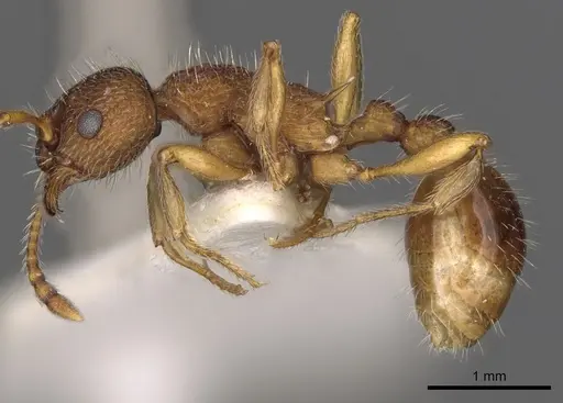 Myrmica koreana - CASENT0900293