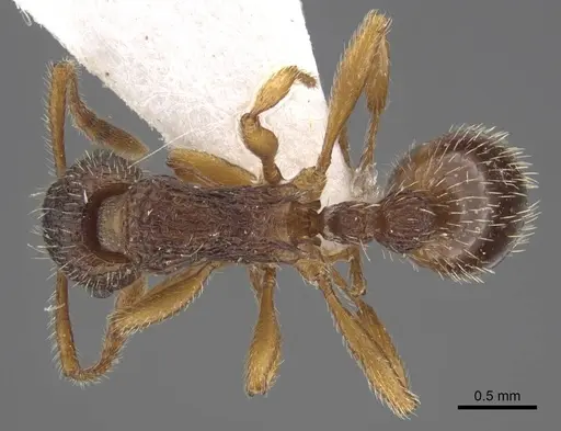 Myrmica koreana - CASENT0917508