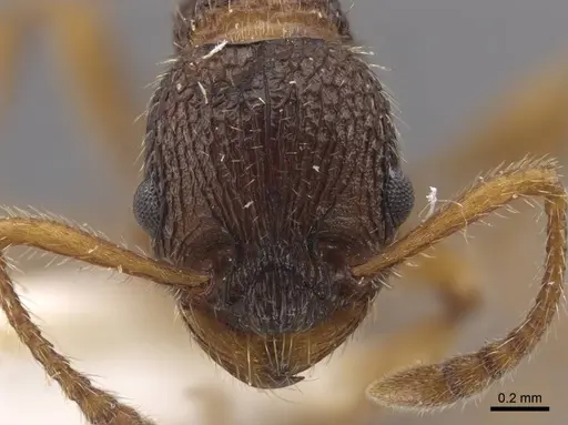 Myrmica koreana - CASENT0917508