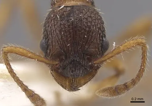 Myrmica koreana - CASENT0917508