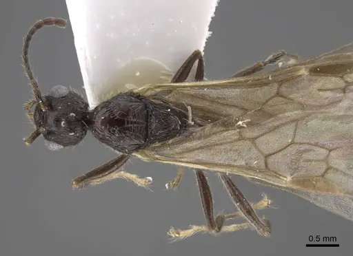 Myrmica koreana - CASENT0917509