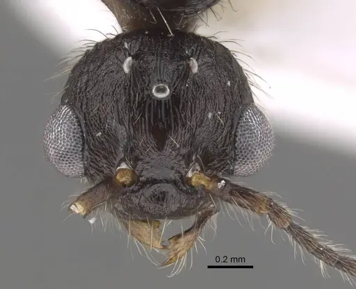 Myrmica koreana - CASENT0917509