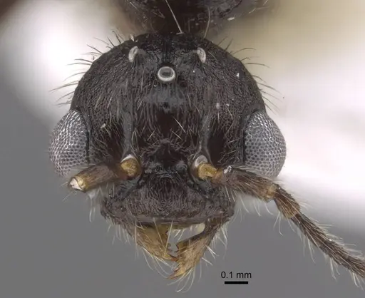 Myrmica koreana - CASENT0917509