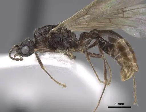 Myrmica koreana - CASENT0917509