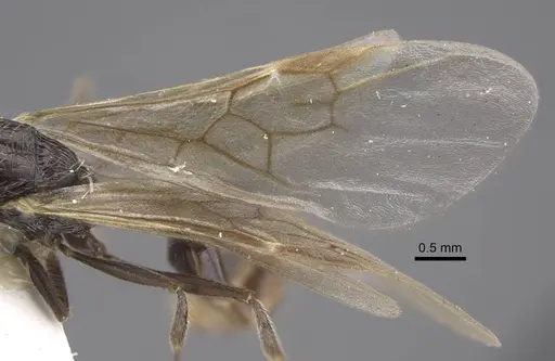 Myrmica koreana - CASENT0917509