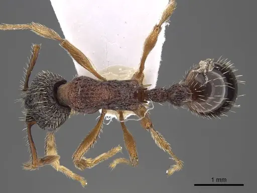 Myrmica koreana - CASENT0917510