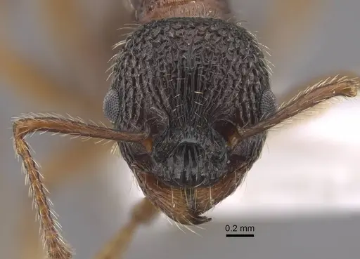 Myrmica koreana - CASENT0917510