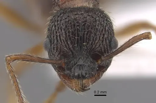 Myrmica koreana - CASENT0917510