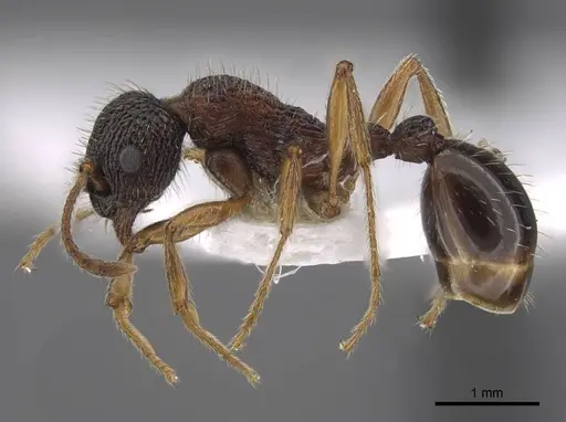 Myrmica koreana - CASENT0917510