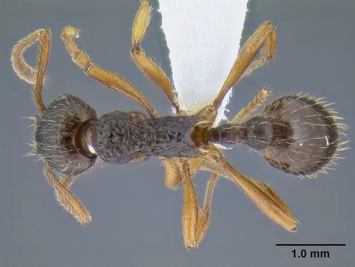 Myrmica kotokui specimen