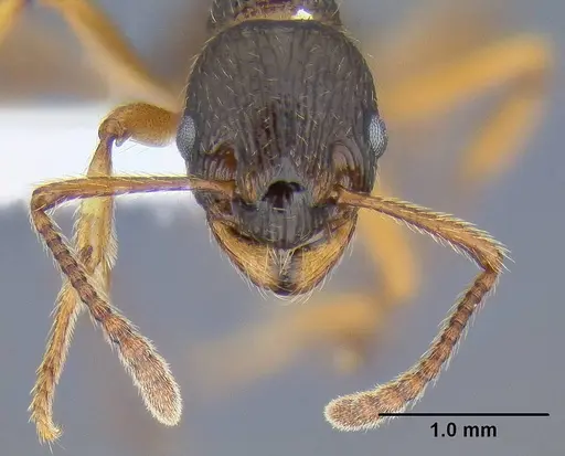 Myrmica kotokui specimen