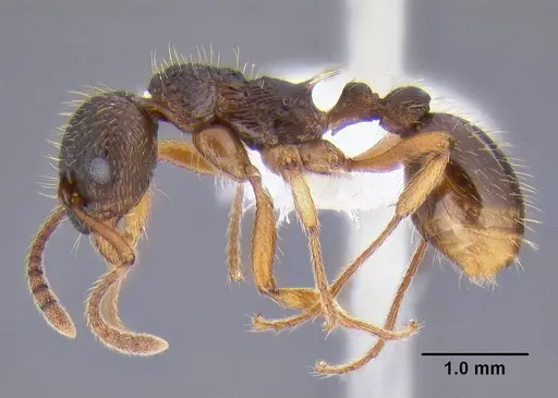Myrmica kotokui specimen