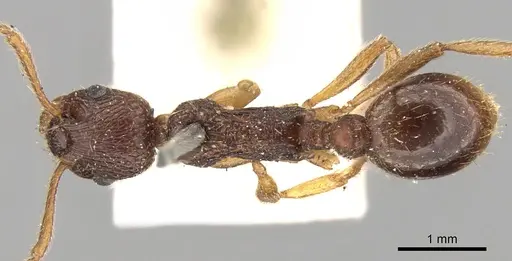 Myrmica kotokui - CASENT0280827