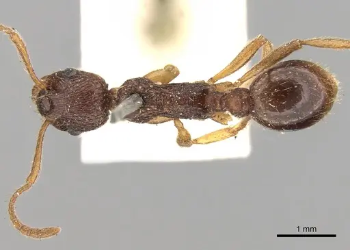 Myrmica kotokui - CASENT0280827