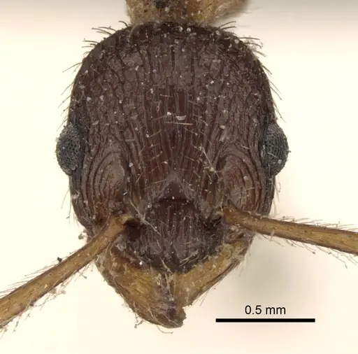 Myrmica kotokui - CASENT0280827