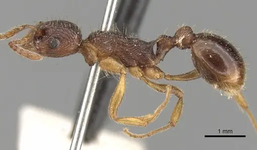 Myrmica kotokui - CASENT0280827