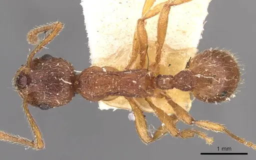 Myrmica kotokui - CASENT0907648