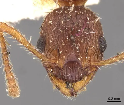 Myrmica kotokui - CASENT0907648