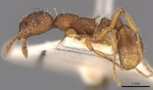 Myrmica kotokui - CASENT0907648