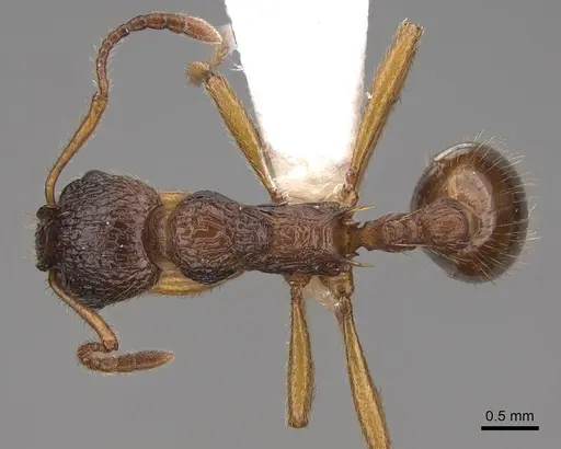 Myrmica kotokui - CASENT0922780