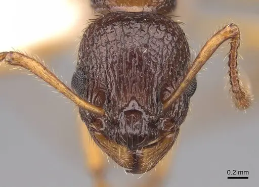 Myrmica kotokui - CASENT0922780