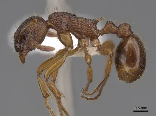 Myrmica kotokui - CASENT0922780