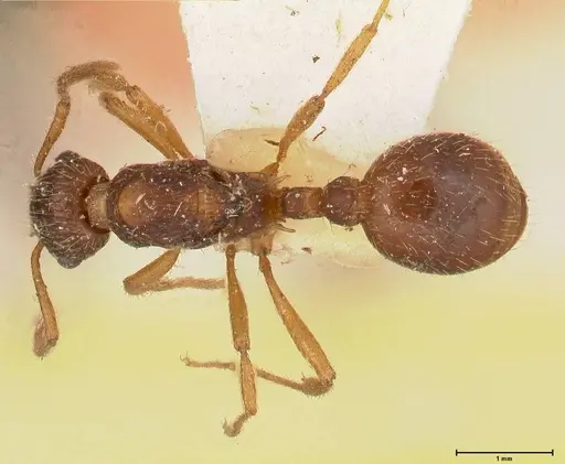 Myrmica kotokui - FOCOL0594