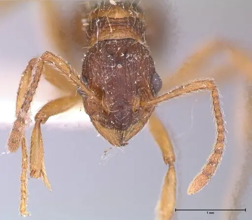 Myrmica kotokui - FOCOL0594