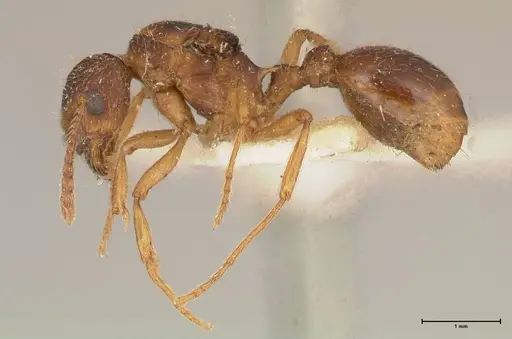 Myrmica kotokui - FOCOL0594