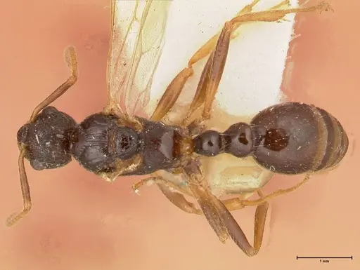 Myrmica kotokui - FOCOL0595