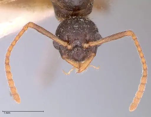Myrmica kotokui - FOCOL0595