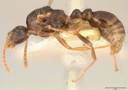 Myrmica kotokui - FOCOL0595