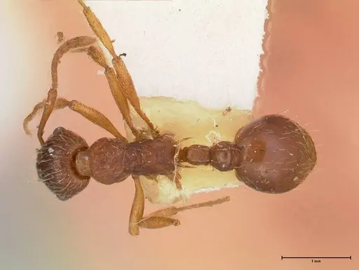 Myrmica kotokui - FOCOL0596