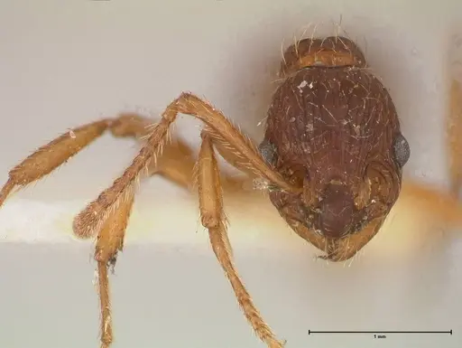 Myrmica kotokui - FOCOL0596