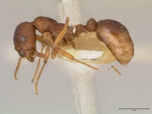 Myrmica kotokui - FOCOL0596
