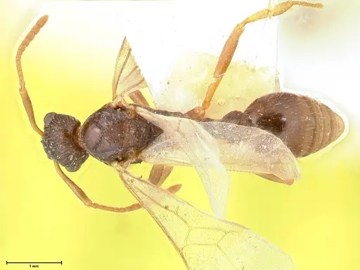 Myrmica kotokui - FOCOL0597