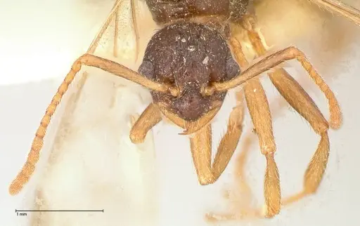 Myrmica kotokui - FOCOL0597