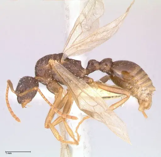 Myrmica kotokui - FOCOL0597