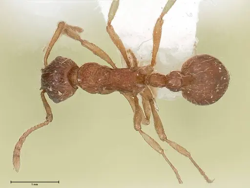 Myrmica kotokui - FOCOL0598