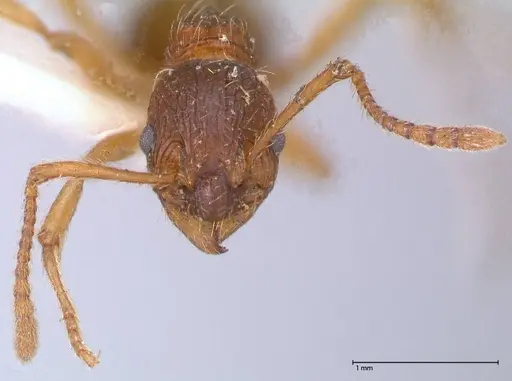 Myrmica kotokui - FOCOL0598