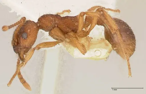 Myrmica kotokui - FOCOL0598